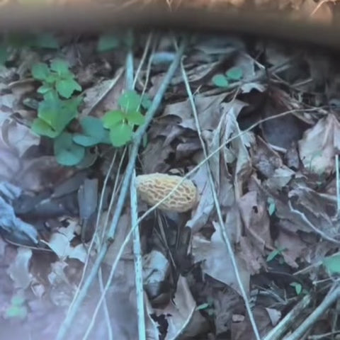 Terralens™ Foraging Glasses (Free Today)